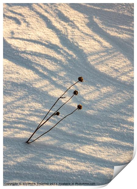 Weed in the Snow Print by STEPHEN THOMAS