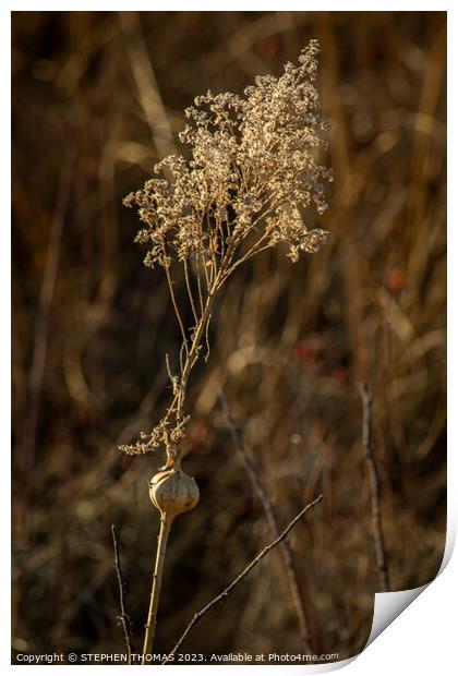 Dry Goldenrod With Gall Print by STEPHEN THOMAS