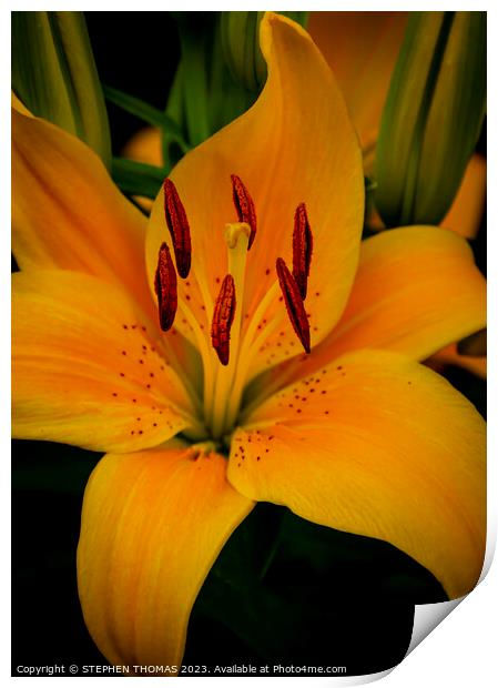 Yellow Asiatic Lily Print by STEPHEN THOMAS
