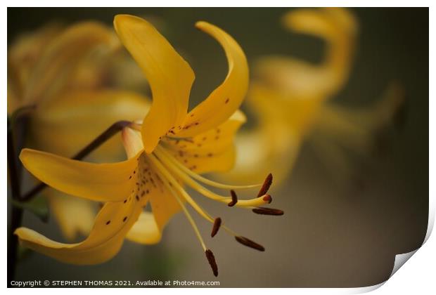 Yellow Lily Print by STEPHEN THOMAS