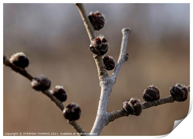 Elm Buds Print by STEPHEN THOMAS