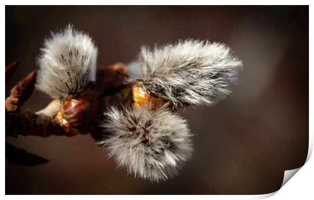 Poplar Catkin Macro Print by STEPHEN THOMAS