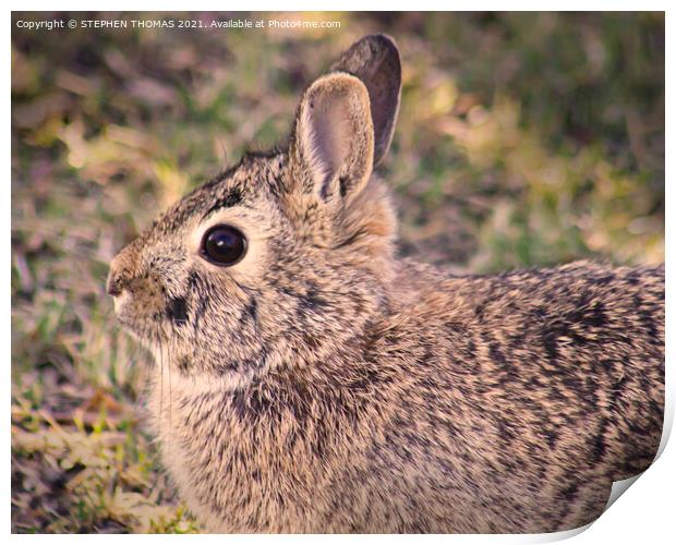 A close up of an wild rabbit Print by STEPHEN THOMAS