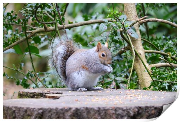 Grey Squirrel enjoying lunch Print by Daryn Davies