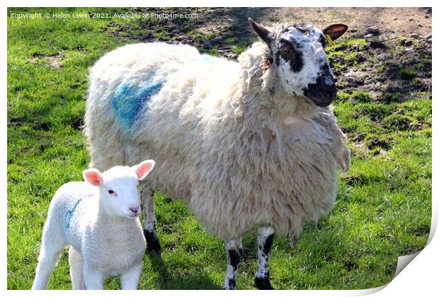 Spring lambs  Print by Pelin Bay