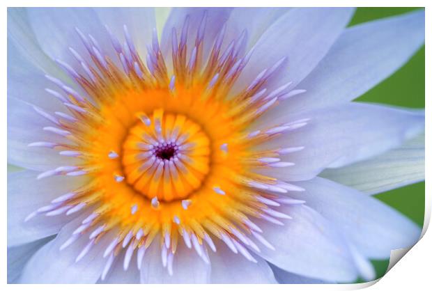 Yellow and Lilac Water Lily Flower  Print by Neil Overy
