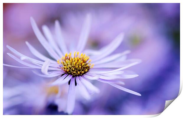 Purple Aster Flower  Print by Neil Overy