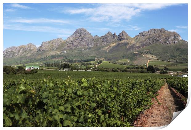 Scenic Landscape of winelands near Franchoek, South Africa Print by Neil Overy