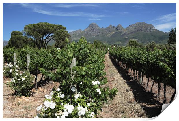 Scenic Landscape of winelands near Franchoek, South Africa Print by Neil Overy