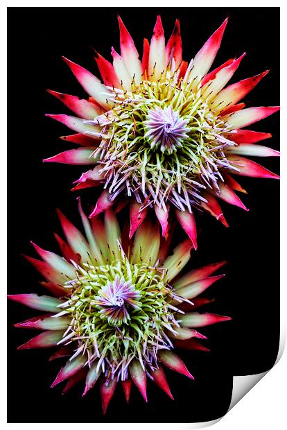 King Protea Flower on black 2 Print by Neil Overy