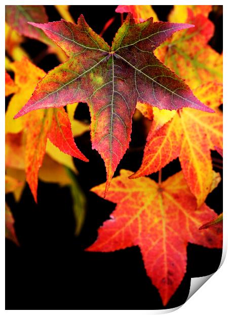 Maple Leaves on black Print by Neil Overy