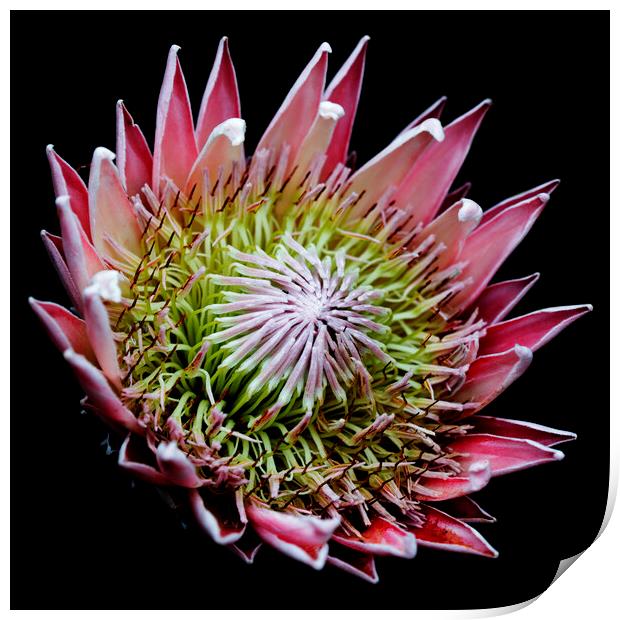 King Protea Flower on black 3 Print by Neil Overy