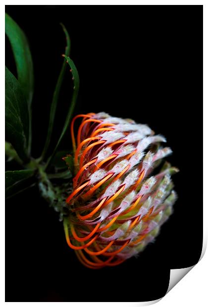 Pincushion Protea Glabrum on black 3 Print by Neil Overy