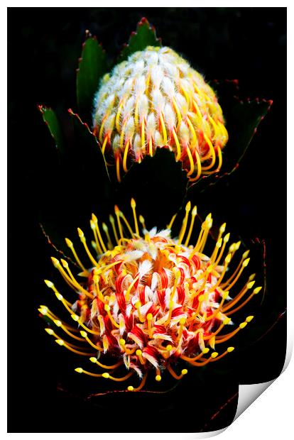 Pincushion Proteas Flowers on black Print by Neil Overy