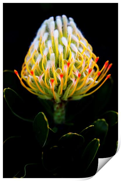 Warty-Stemmed Pincushion Protea on black Print by Neil Overy