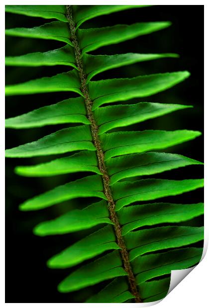 Lush green fern on black Print by Neil Overy