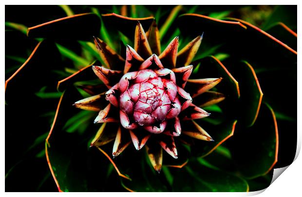 King Protea Flower on black 4 Print by Neil Overy