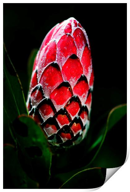 Protea Flower Bud on black Print by Neil Overy