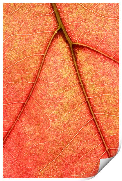Macro image of Oak Tree Leaf Print by Neil Overy