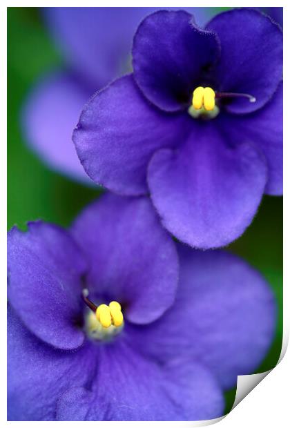 African violet flower close-up Print by Neil Overy