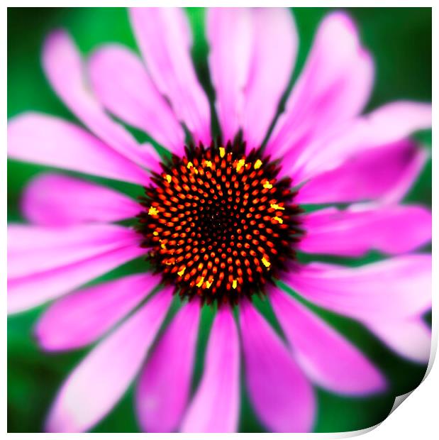 Coneflower Echinacea Flower Print by Neil Overy