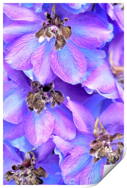 Purple Larkspur Delphinium Flower Print by Neil Overy