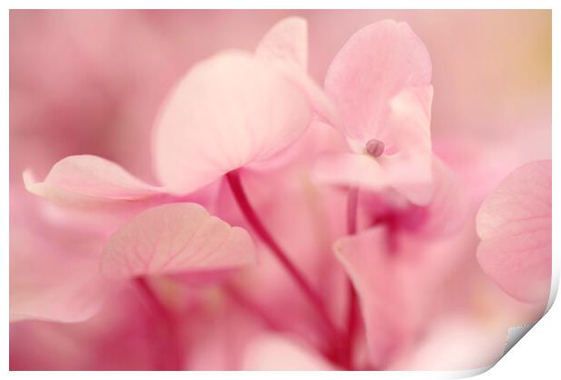Pink Hydrangea Flower Petals Print by Neil Overy