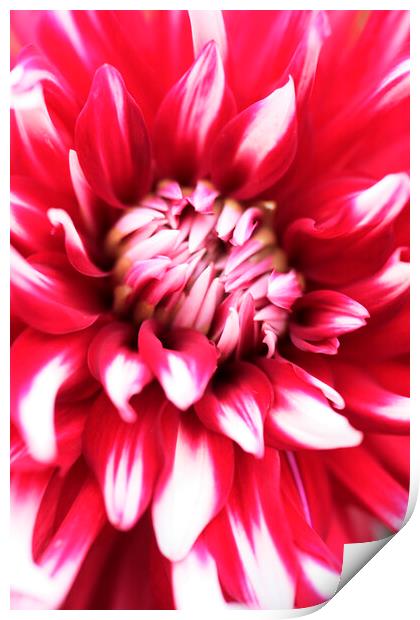 PInk and Red Dahlia Flower Print by Neil Overy