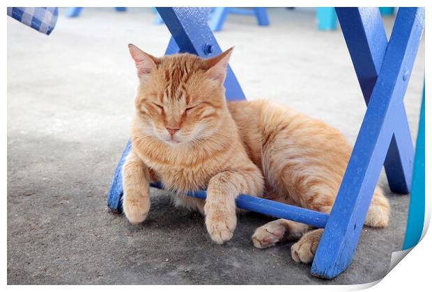 Cat Sleeping under blue chair, Kastellorizo, Greece Print by Neil Overy