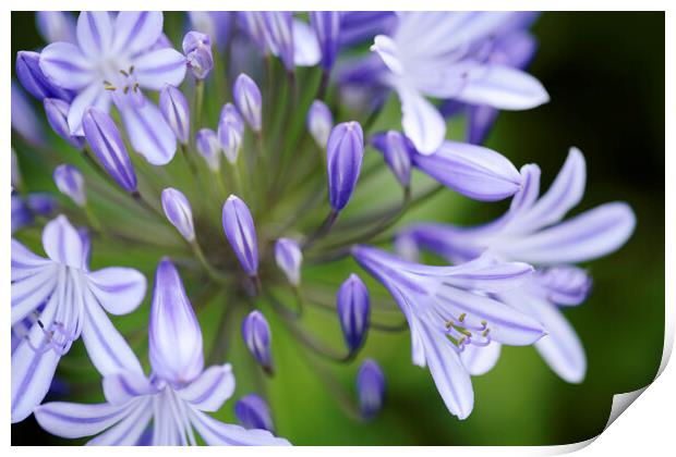 Agapanthus Flower in Bloom Print by Neil Overy