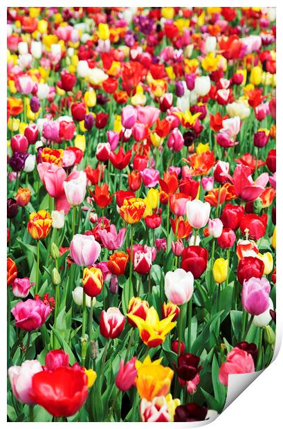Field of Mixed Colorful Tulips Print by Neil Overy