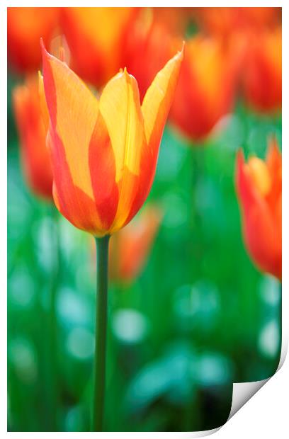 Orange Tulip Flowers Print by Neil Overy