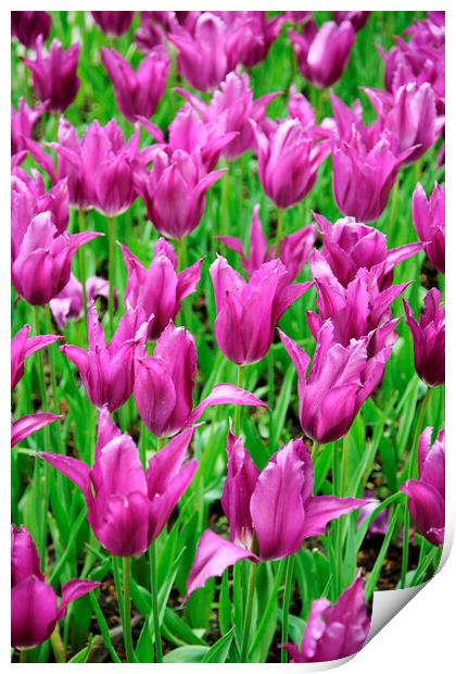 Field of Purple Tulip Flowers Print by Neil Overy