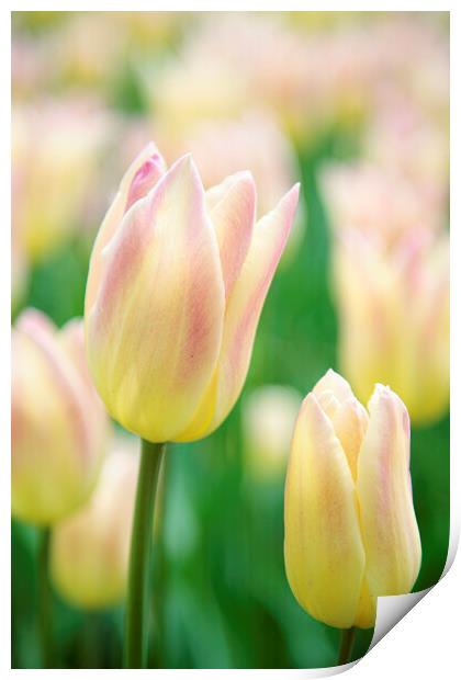 White and Pink Tulip Flower Print by Neil Overy