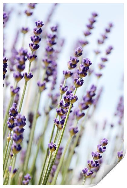 English Lavender Print by Neil Overy