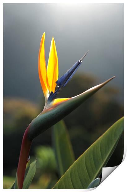 Bird of Paradise Flower Print by Neil Overy