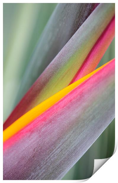 Bird of Paradise Flower Abstract Print by Neil Overy