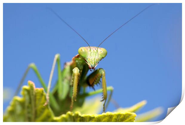 Praying Mantis on Leaf  Print by Neil Overy