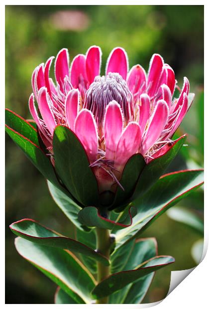A Beautiful Protea Flower Print by Neil Overy