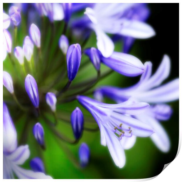 African Lily Agapanthus Flower Print by Neil Overy