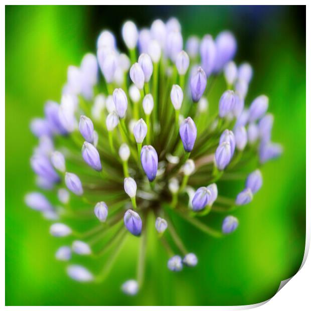 African or Nile Agapanthus Flower Print by Neil Overy