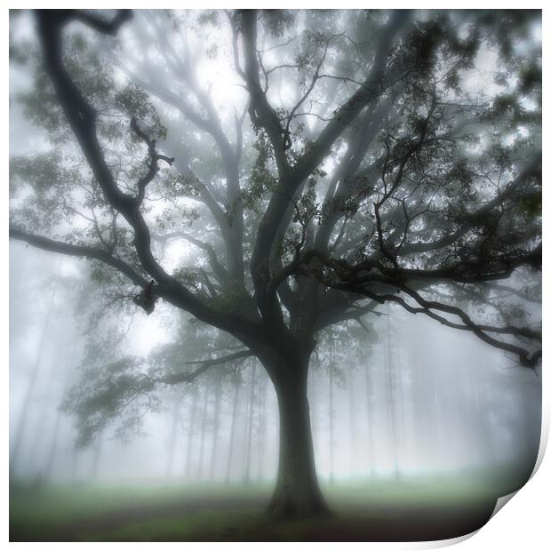 Oak Tree in the Mist Print by Neil Overy