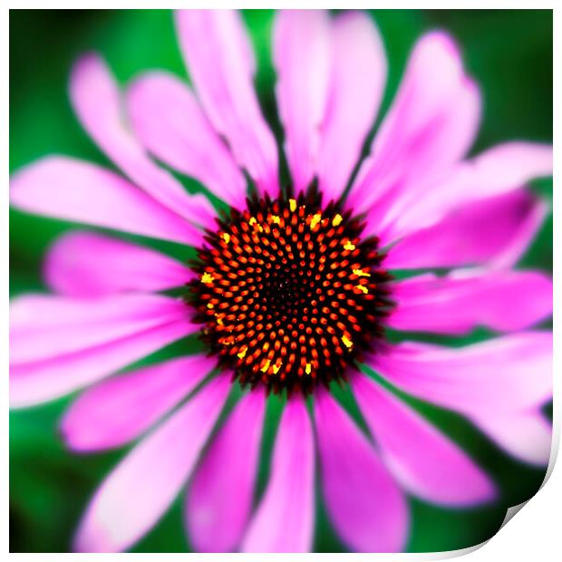 Coneflower Echinacea Print by Neil Overy