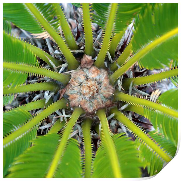The Centre of a Cycad Plant Print by Neil Overy