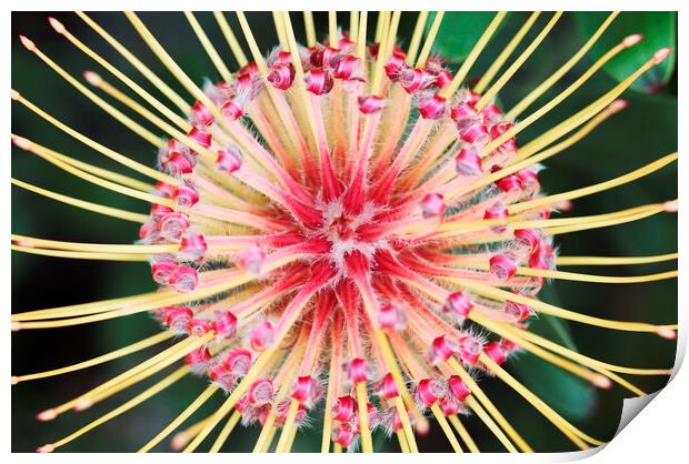 Red and Yellow Spider Protea Flower Print by Neil Overy