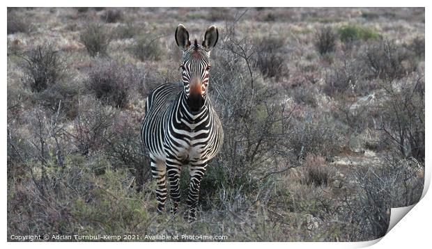 Curious Cape Mountain Zebra Print by Adrian Turnbull-Kemp