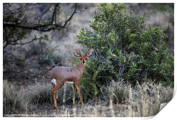 Big ears Print by Adrian Turnbull-Kemp