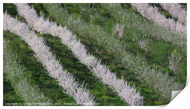Almond tree orchard Print by Adrian Turnbull-Kemp