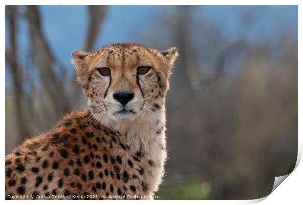 Annoyed cheetah Print by Adrian Turnbull-Kemp