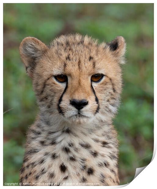 Pensive cheetah cub Print by Adrian Turnbull-Kemp